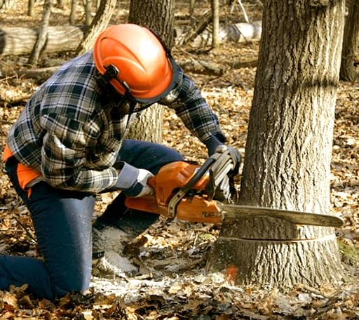 Tree Removal in Livonia, LA